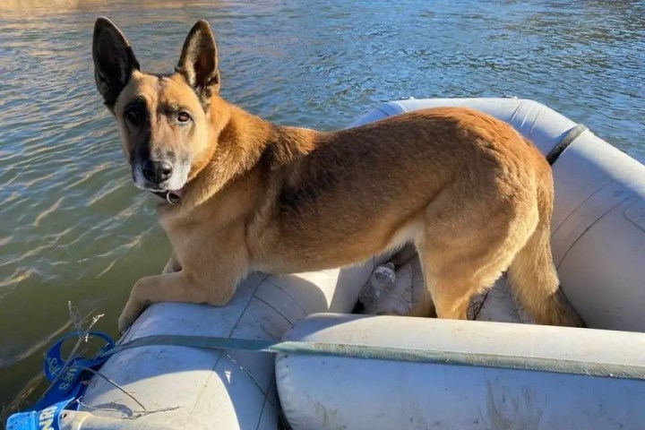 A German Shepherd stands on a small inflatable boat in a river.