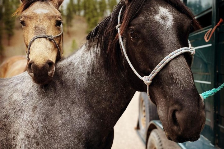 Two horses with halters stand near a trailer in a wooded area.
